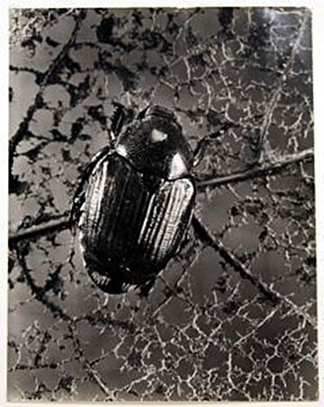 Berenice Abbott, Japanese Beetle (Popillia japonica), 1948