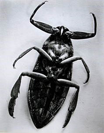 Berenice Abbott, Untitled (gigant water bug), sin fechar